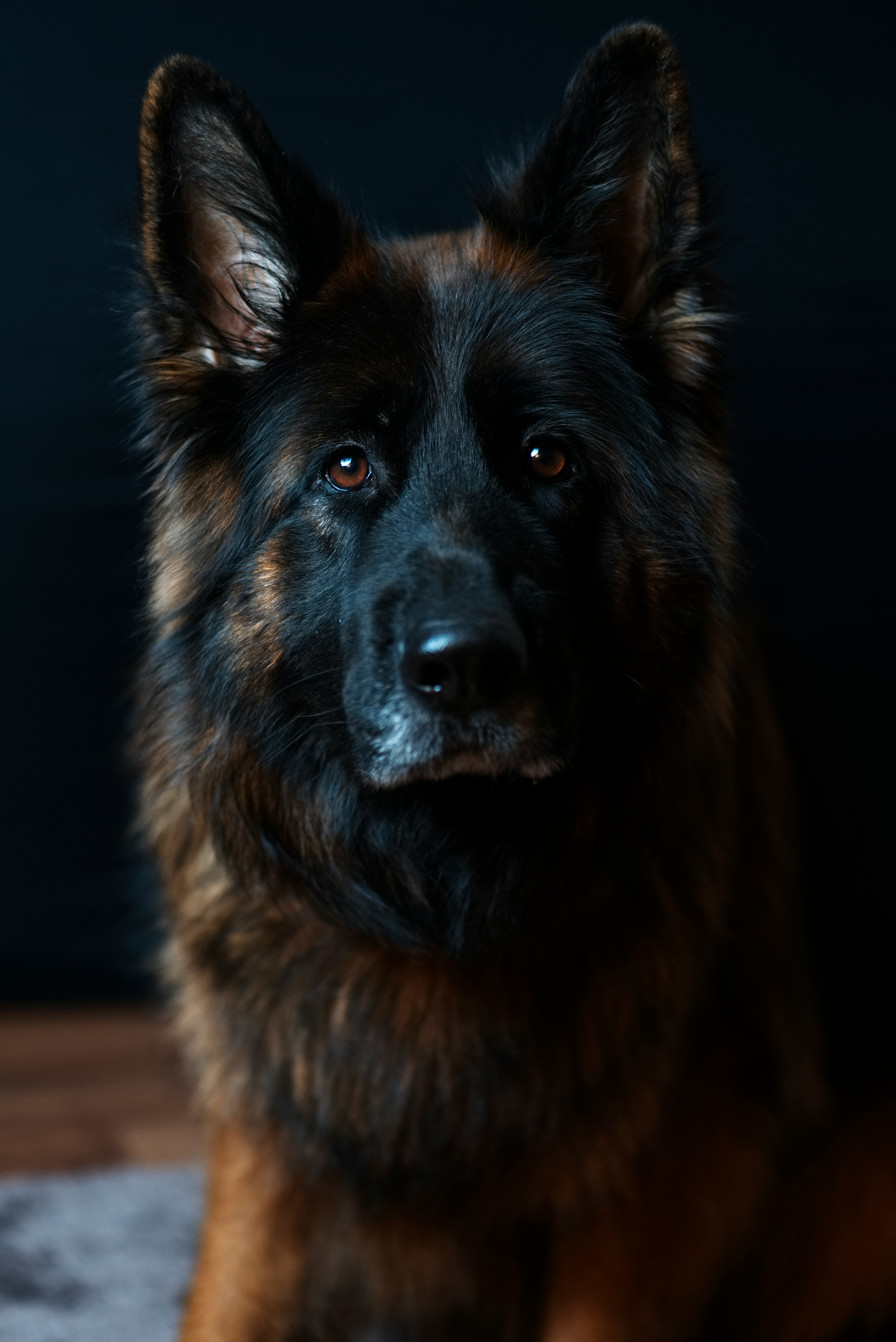 German Shepherd portrait with natural lighting