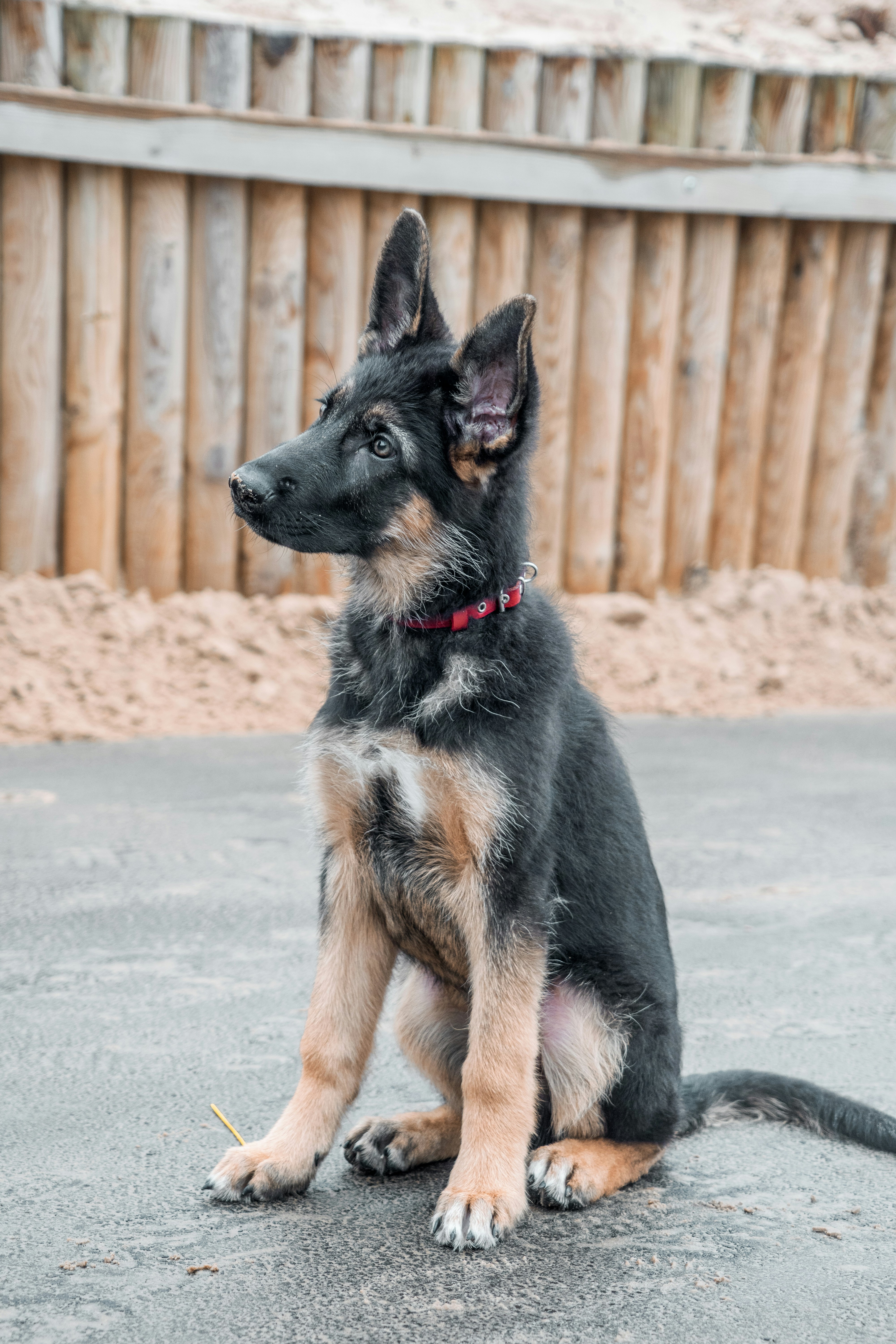 German Shepherd puppy with red collar sitting on pavement