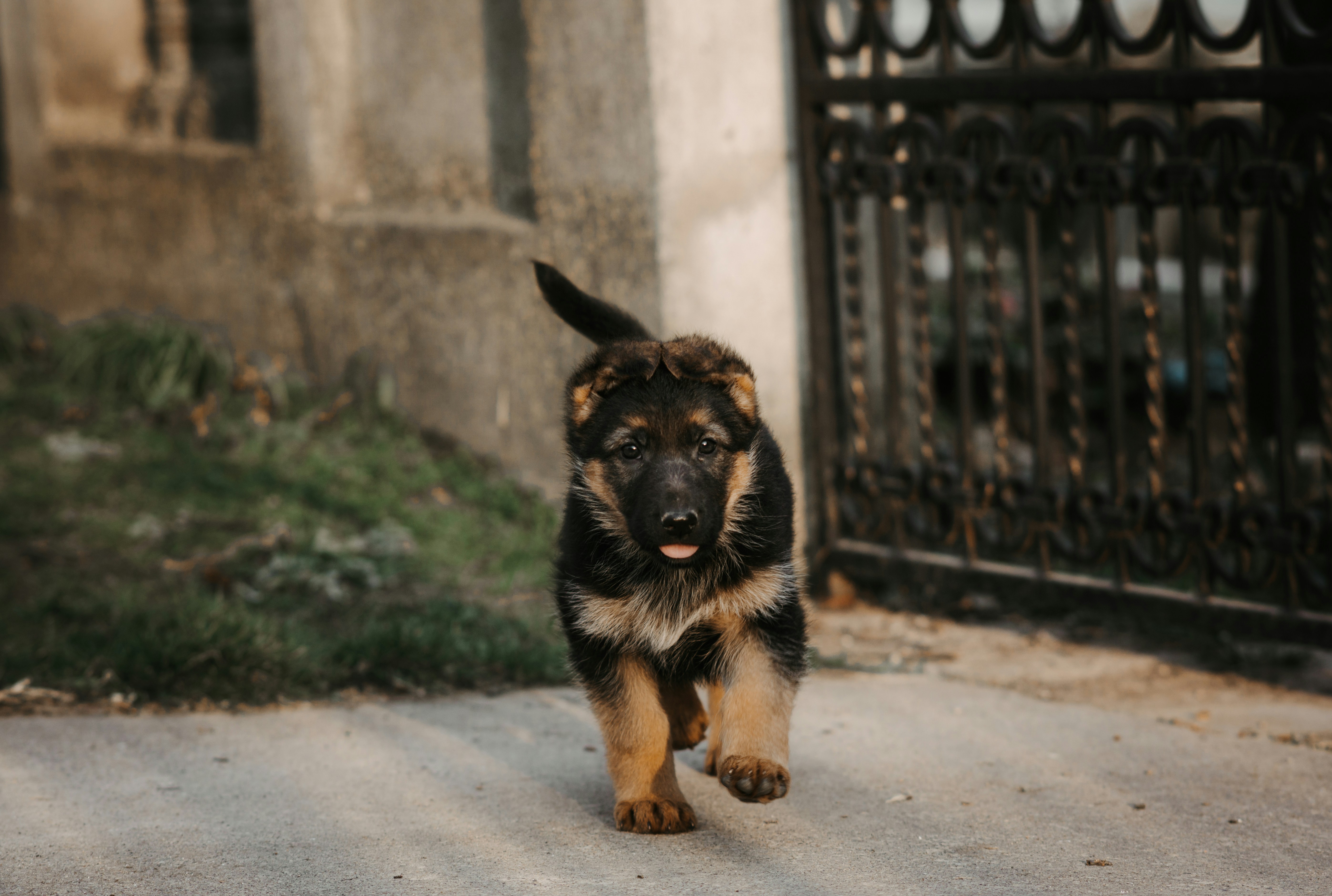 German Shepherd puppy walking on a cobblestone street