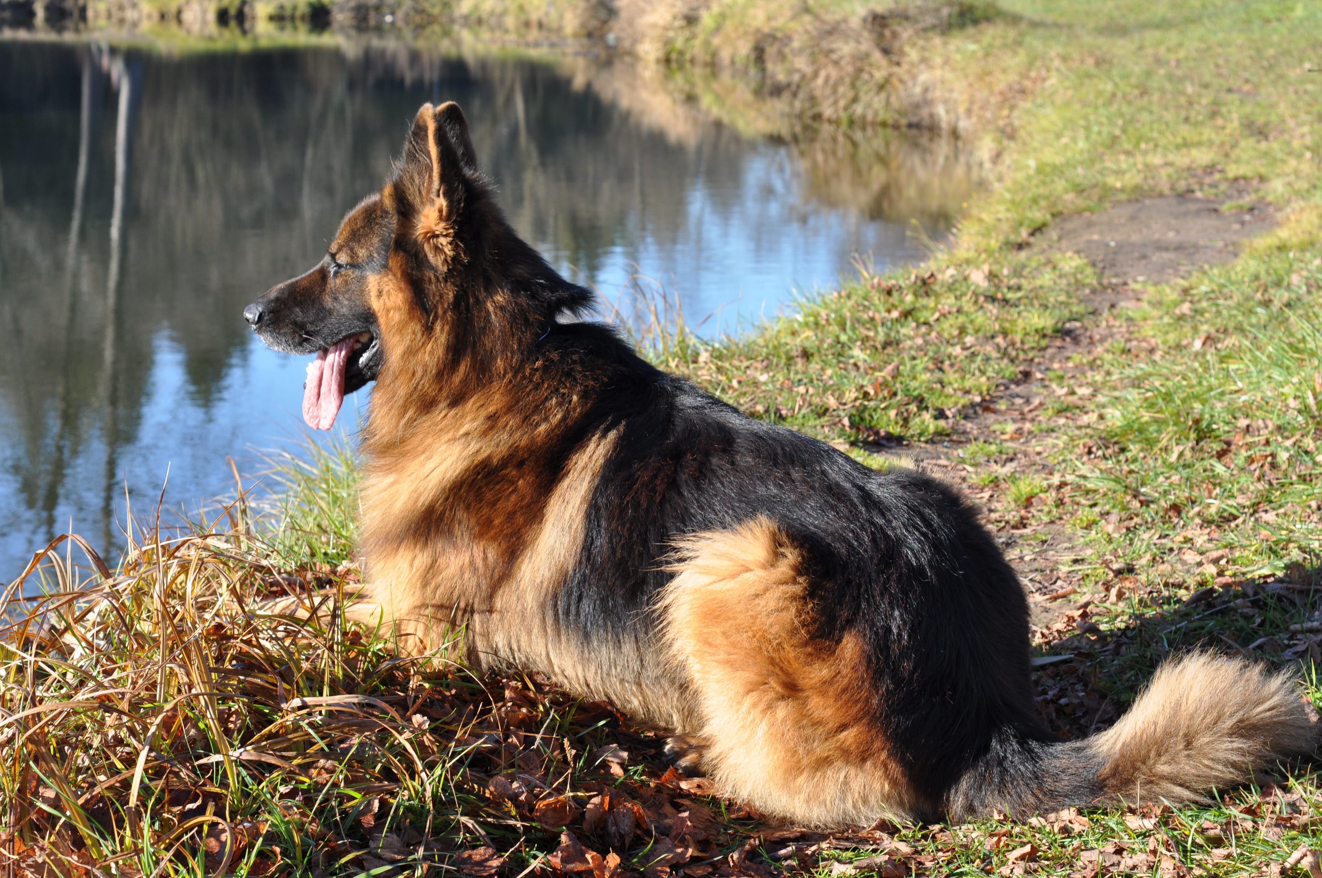 German Shepherd resting by a pond on a sunny day