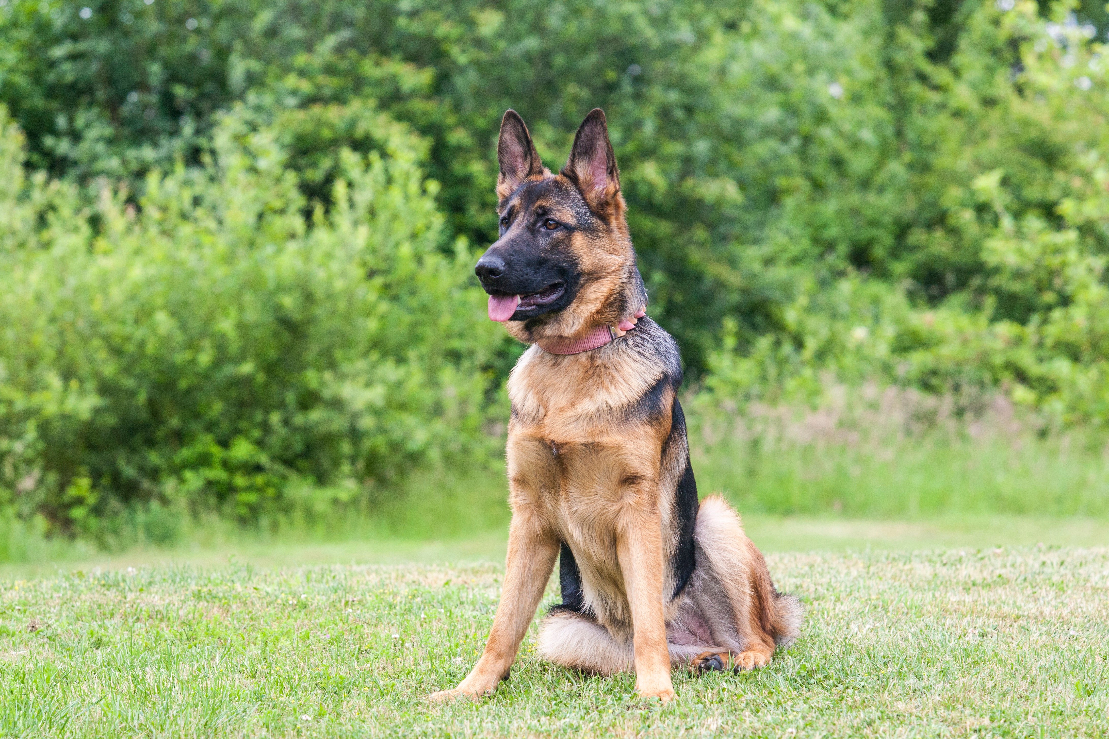 German Shepherd looking up attentively while sitting outdoors