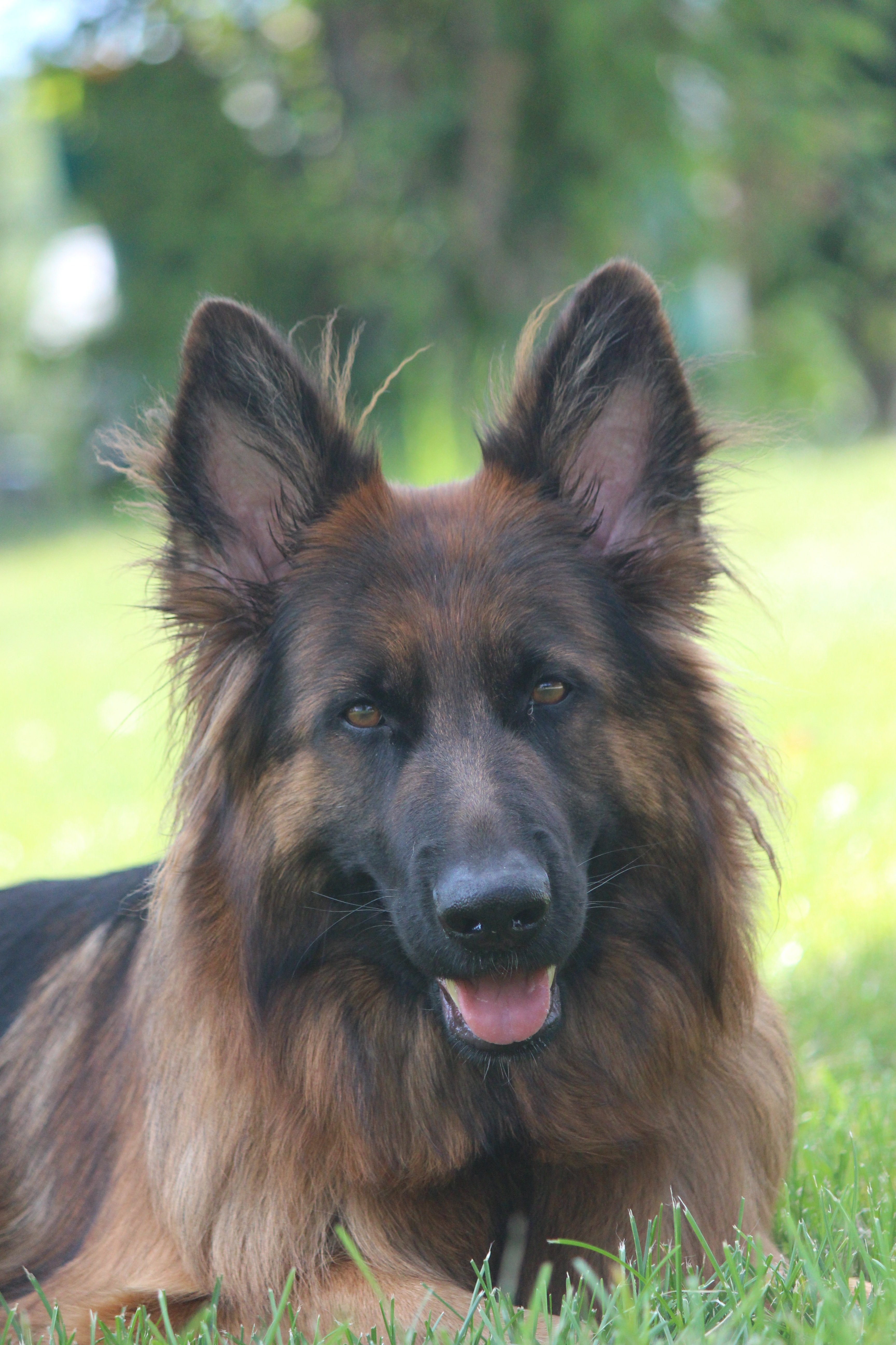 Long-haired German Shepherd face portrait lying on grass
