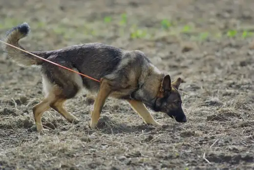 German Shepherd tracking on a lead in an open field