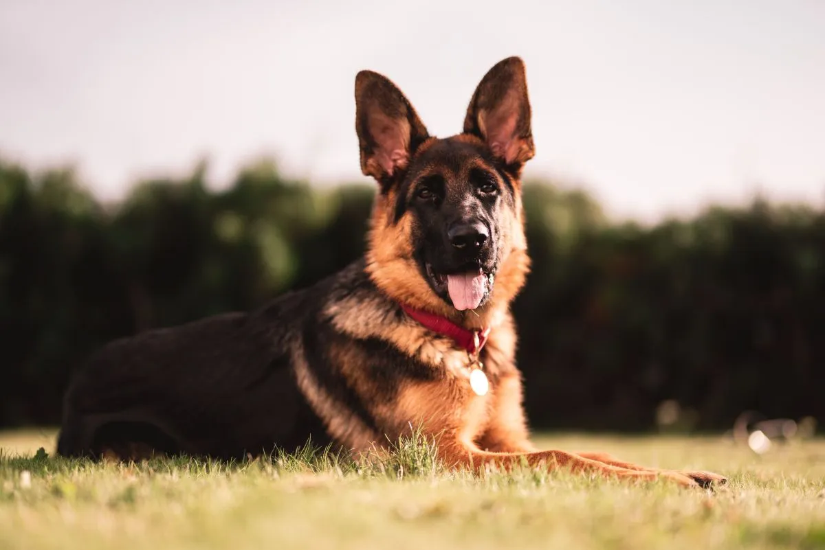 German Shepherd showing the breed's strong muscular build