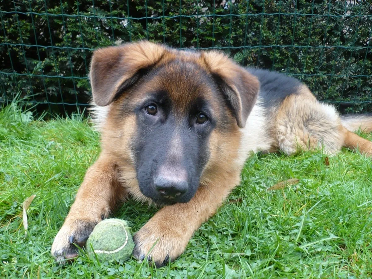 One of Sam's German Shepherds as a puppy, lying in the grass with a tennis ball