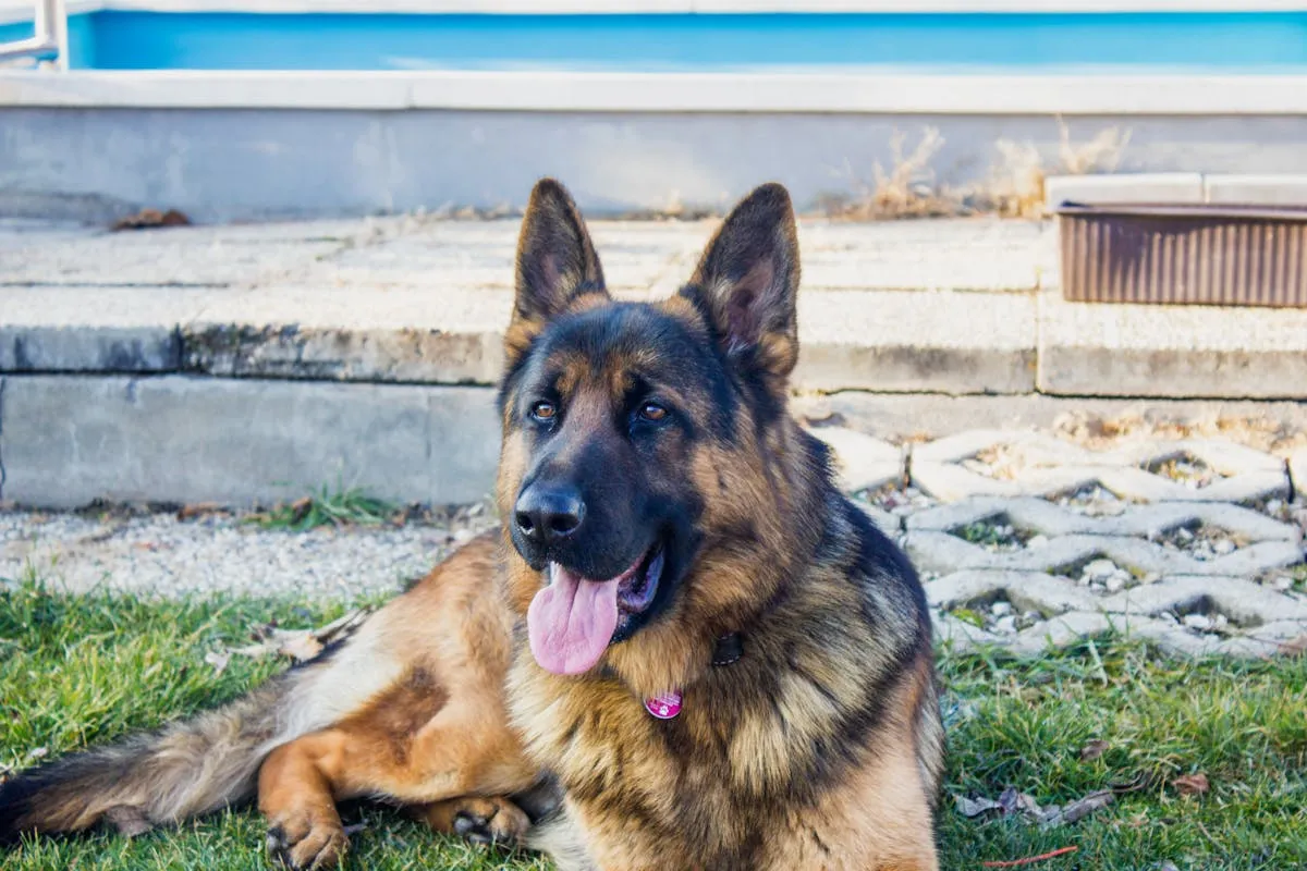 German Shepherd relaxing on grass in a family yard