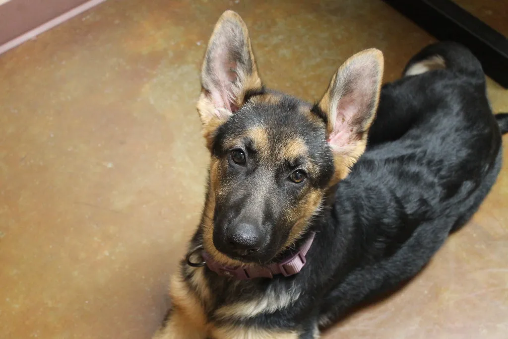 German Shepherd puppy with big ears