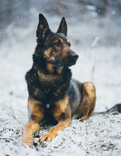 German Shepherd lying in the snow looking alert with snowflakes on fur