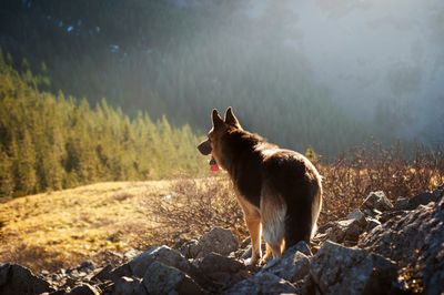 German Shepherd silhouette on a mountain ridge at golden hour