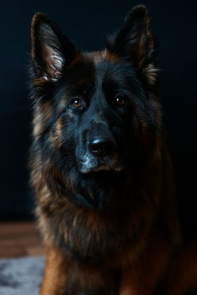 Close-up portrait of a German Shepherd with dark background
