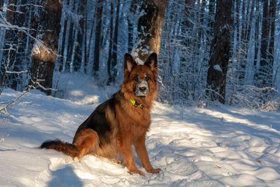 German Shepherd sitting in a snowy forest with snow on face