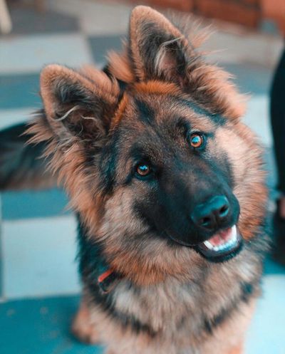 Young long-haired German Shepherd looking up with a happy expression