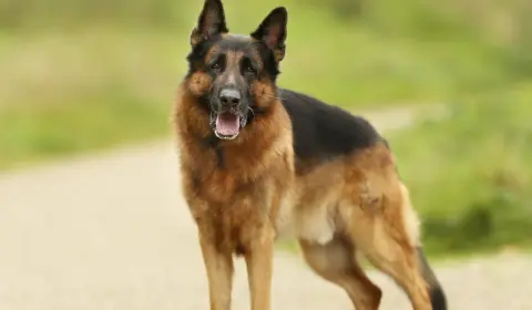 German Shepherd standing alert on a path showing classic breed stance