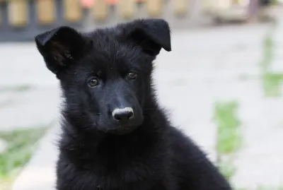 German Shepherd puppy sitting on a white blanket outdoors