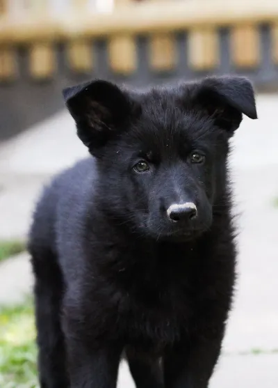 Adorable German Shepherd puppy portrait with floppy ears