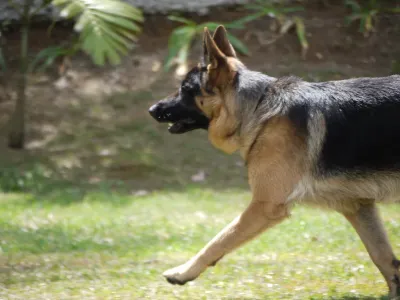 German Shepherd lying down against a white studio background