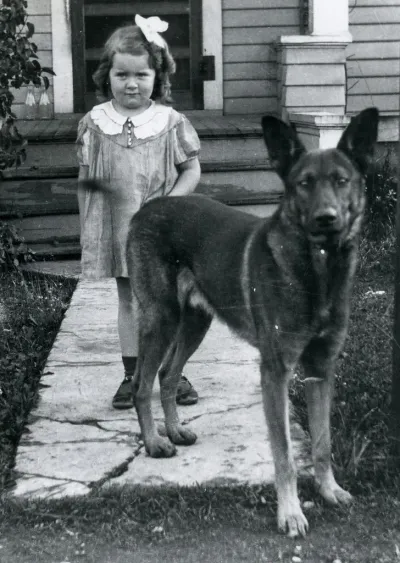 German Shepherd face studio portrait