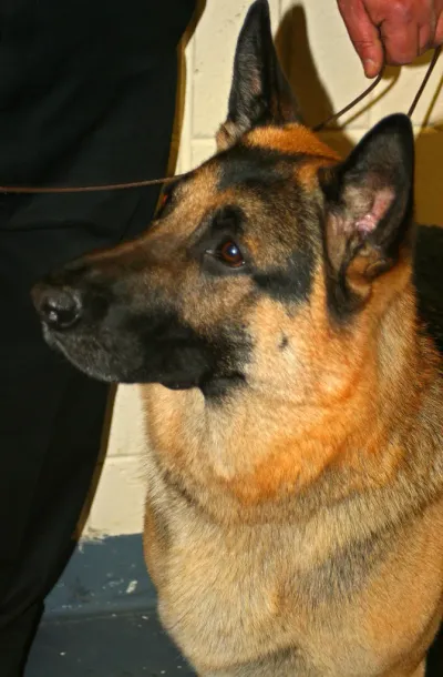 German Shepherd face portrait in studio lighting