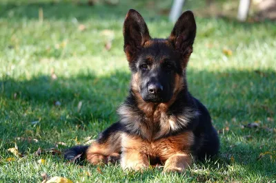 German Shepherd puppy with red collar sitting on pavement