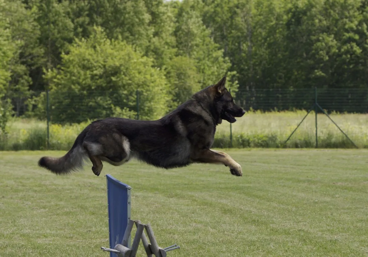 Working line German Shepherd jumping over an obstacle during training